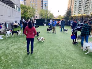 Dog Park at Hamilton Park photo 1